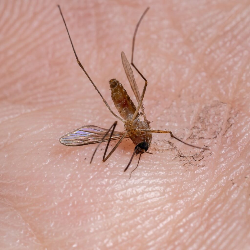 untitled (1080 x 1080 px) (53)